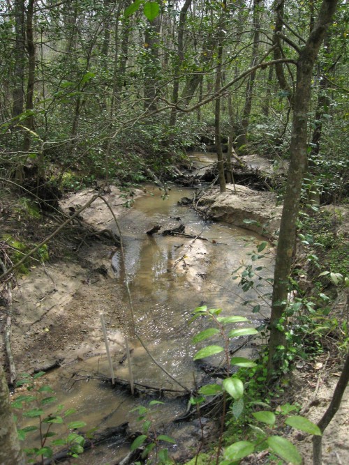 Antibiotic resistance: Bacteria from the U8 tributary on the Savannah River Site are resistant to antibiotics. Photo credit: Linda Lee/University of Georgia