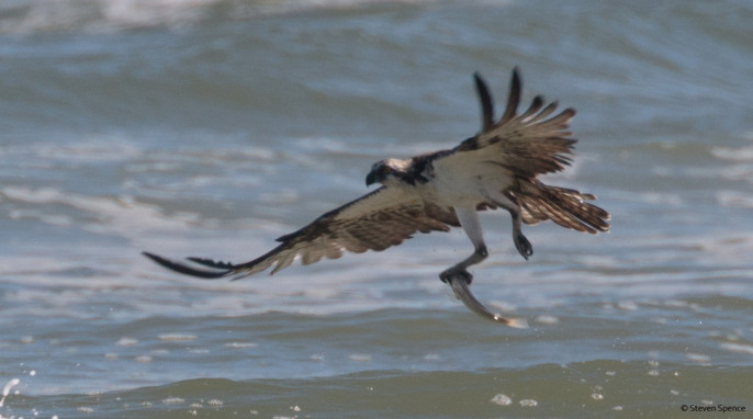 osprey