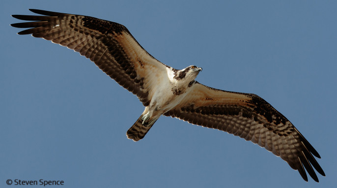 osprey