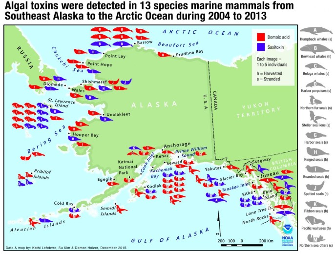 The locations of Alaska marine mammals that showed exposure to toxins from harmful algae. Letters on animal figures correspond to species list at right. Image credit: NOAA Fisheries/Northwest Fisheries Science Center