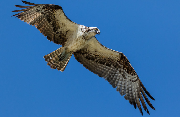 osprey