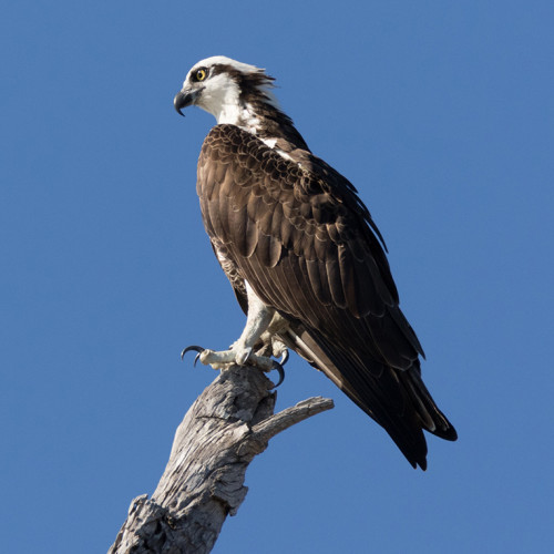 Osprey: A Bird of Many Names - Science Connected Magazine