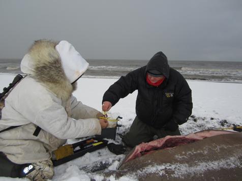 Warren Harding Lampe, left, and Raphaela Stimmelmayr of the North Slope Borough Department of Wildlife Management collect tissue sample from a walrus at Point Lay, Alaska. Walrus were among the Alaska marine mammals that showed exposure to harmful algal toxins. Photo credit: Anna Bryan, Alaska Department of Fish and Game