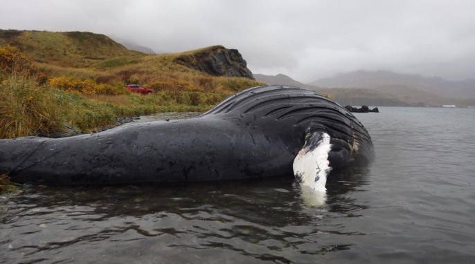 A stranded humpback whale carcass in Dutch Harbor, Alaska. Humpback whales were among the Alaska marine mammals that showed exposure to algal toxins, according to new research. Photo credit: Kathy Burek-Huntington, Alaska Veterinary and Pathology Services.