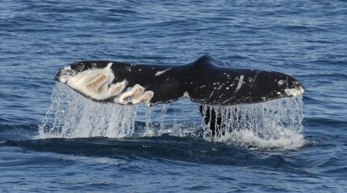 A grey whale with scars on its tail flukes, possibly the result of a collision with a marine vessel. Image credit: Ricardo Antunes.