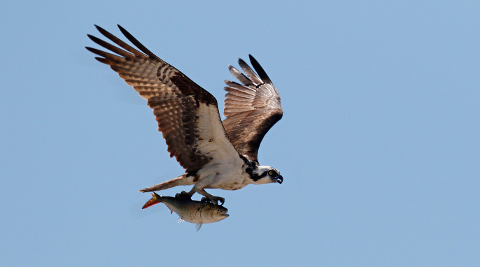 osprey