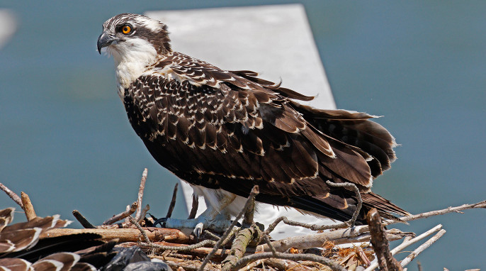 osprey