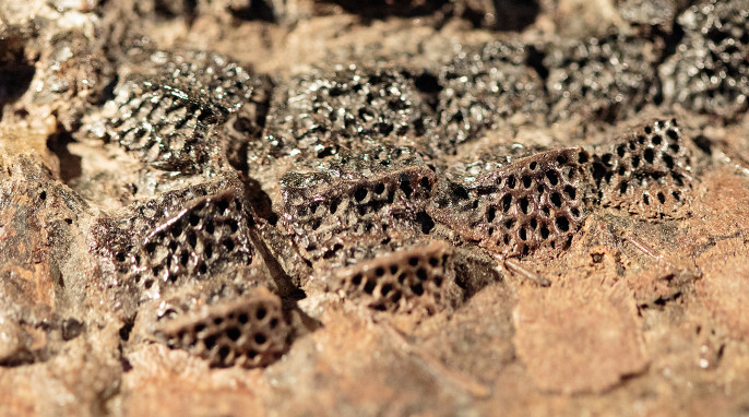 messel fossils: crocodile skin