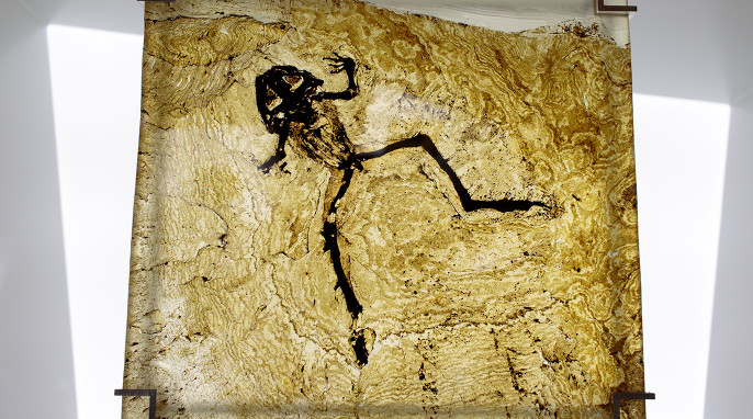 messel fossils: frog