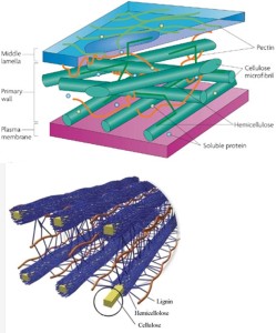 Structure of Plant Cell Walls Upper: Primary cell wall consists of cellulose microfibrils cross-linked to hemicelluloses and pectins (Sticklen 2008). Lower: Cellulose microfibrils surrounded by hemicelluloses and lignin (Doherty et al. 2011).