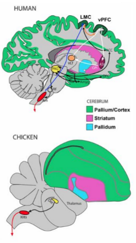 big, beautiful bird brains