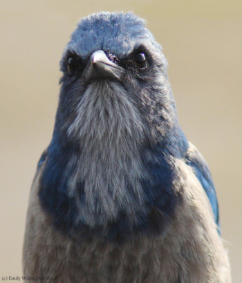 big beautiful bird brains