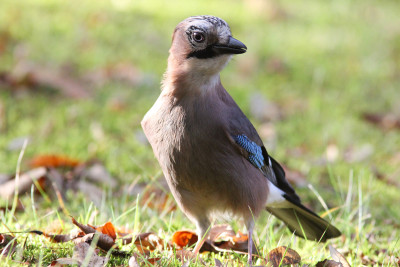 big beautiful bird brains