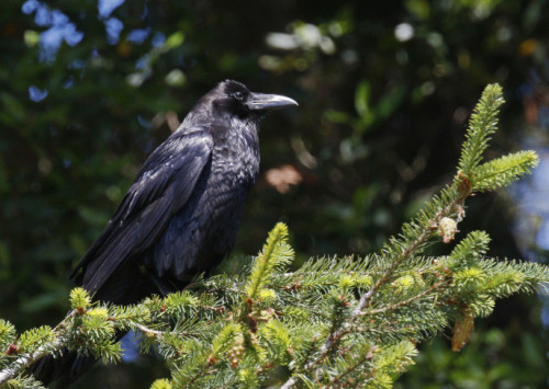 big, beautiful bird brains