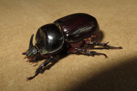 Rhinoceros beetle, photo by Carla Kishinami