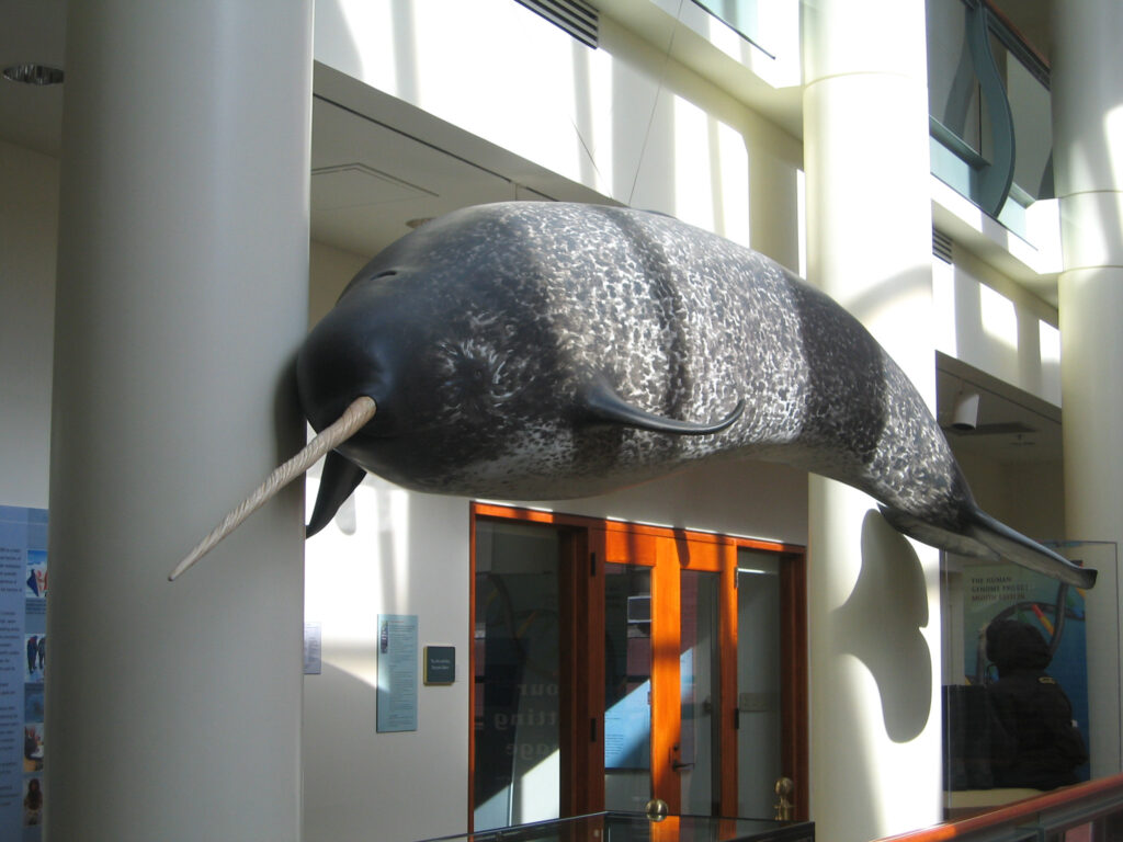 The tusk of the narwhal is actually an elongated tooth.