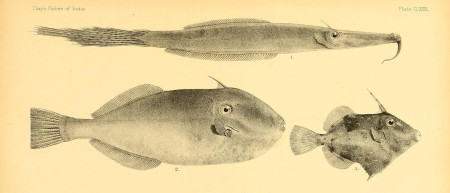 Unicorn leatherjacket fish, image courtesy of Biodiversity Heritage Library via Flickr, CC by 2.0