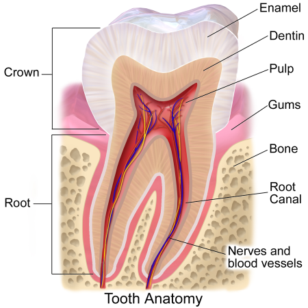 Illustration of the anatomy of a tooth. Blausen.com staff. "Blausen gallery 2014". Wikiversity Journal of Medicine. DOI:10.15347/wjm/2014.010. ISSN 20018762. CC 3.0