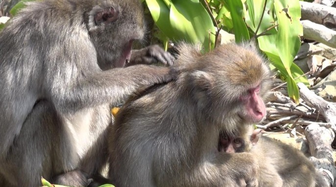 Female Japanese macaques at the center of their social network had less lice thanks to the extra grooming they receive from their many friends. This was especially true during winter when macaques mate and during summer when they give birth. Photo by Julie Duboscq/Kyoto University