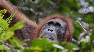 Sumatran orangutans may be at high risk of contracting coronavirus.