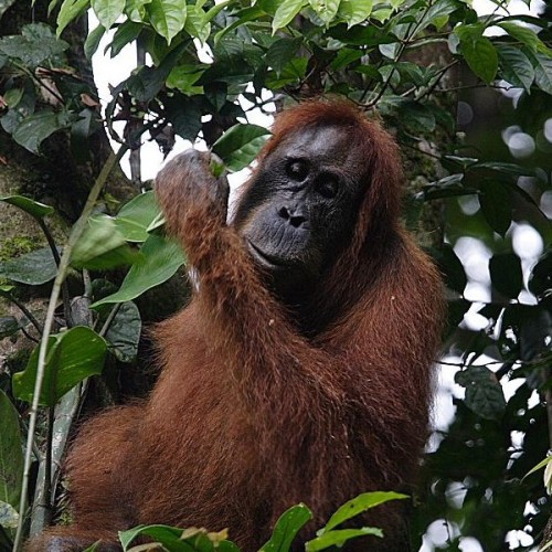 The Sumatran orangutans are threatened by the loss of their natural habitats. Perry van Duijnhoven