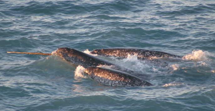 The narwhal tusk is actually a very long tooth.