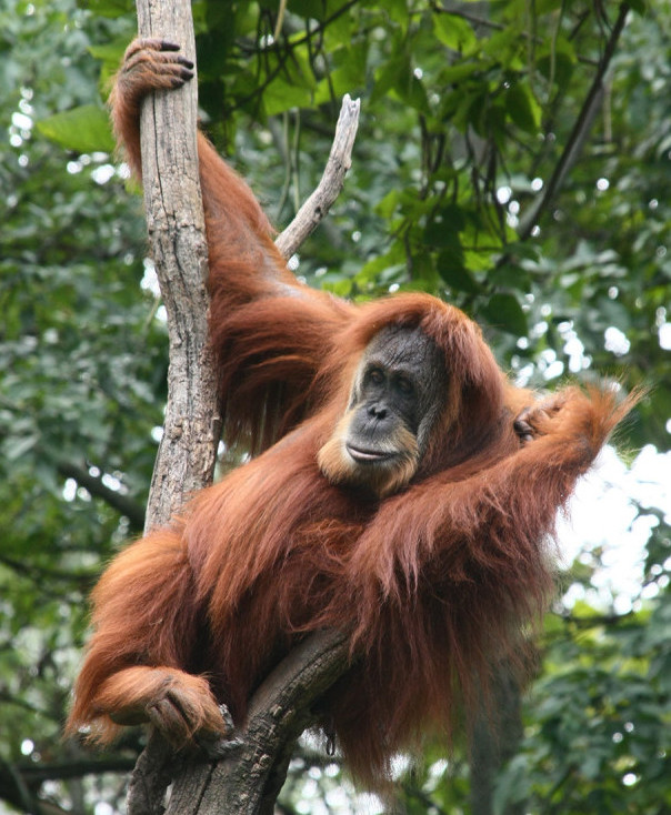 A female orangutan “ready for her close-up” at the Cincinatti, Ohio Zoo. Photo by Greg Hume [CC BY-SA 3.0], via Wikimedia Commons
