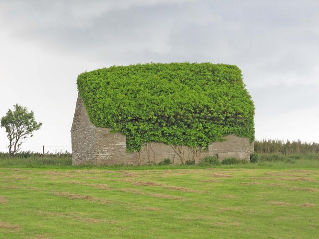 The quintessential ivy-covered cottage. How much weight must this add to the house? The roof could easily collapse. But there is no doubt that it looks great. david glass [CC BY-SA 2.0], via Wikimedia Commons