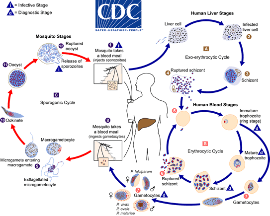 Malaria has a complex life cycle. After the parasites (sporozoites) are injected via the bite of a mosquito, they travel to the liver (as merozoites) and infect red blood cells. They consume hemoglobin as a nutrient source for replication and development into sexual stages (gametocytes) that can be taken up by other mosquitoes, thereby spreading the parasite to a new victim. Image courtesy of the CDC.