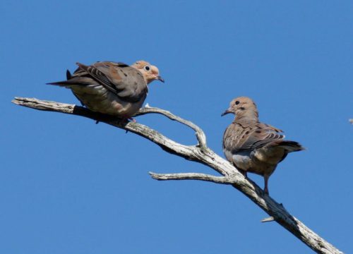 Birds: The Greatest Eyes on Earth