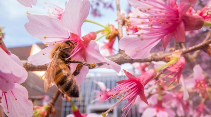 Research from North Carolina State University finds that bees in urban areas stick to a flower nectar diet, steering clear of processed sugars found in soda and other junk food. (Lauren Nichols)