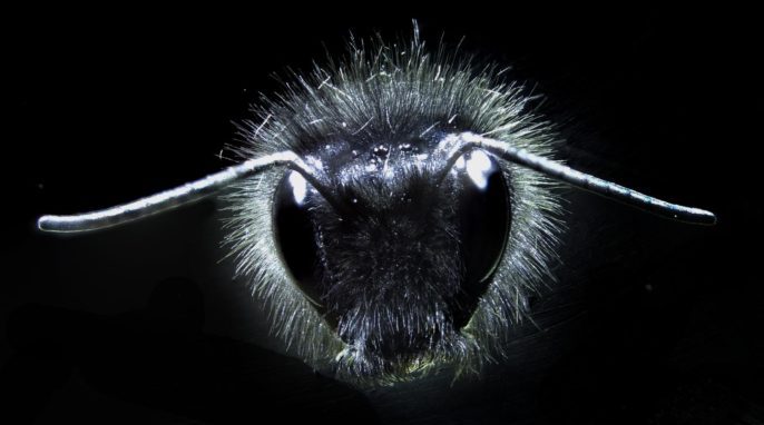 Bumblebees: A bumblebee covered in tiny body hairs. University of Bristol