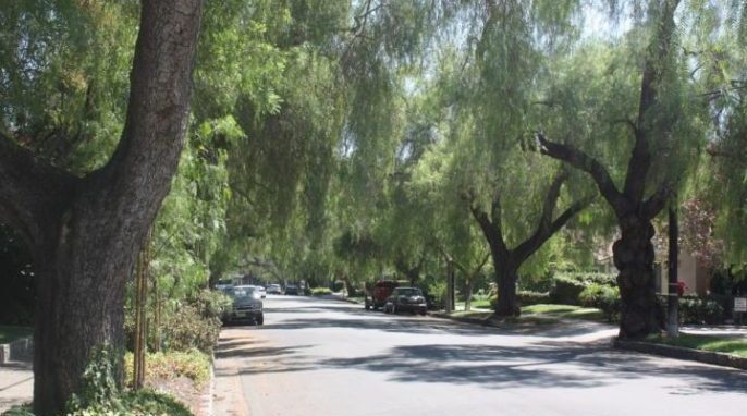 Street Trees in California Valued at $1 Billion