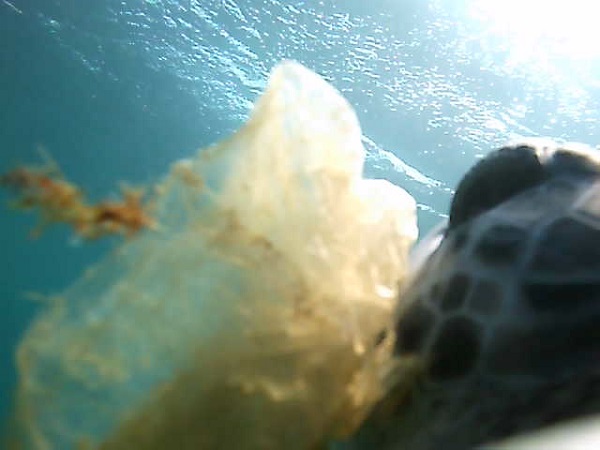 Turtle-cam captures a green turtle ingesting a plastic bag. Sea turtles.