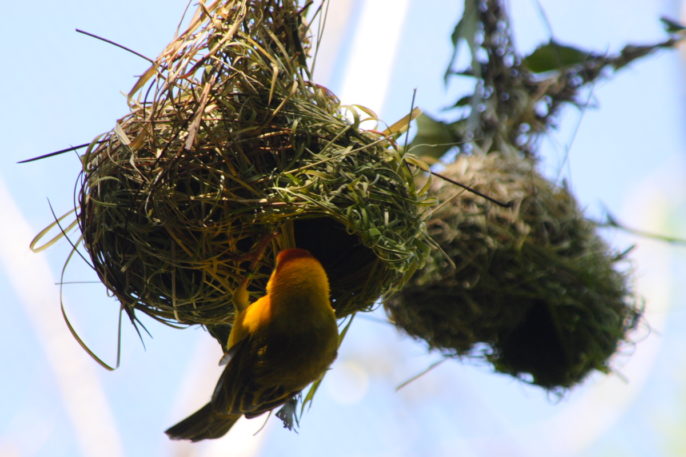 Evolution, Nests and Neurons: Variation in shape and structure of the delicate, intricate nest of the Taveta golden weaver is likely to be influenced by heritable genetic variants. Published on Wikimedia Commons by Robert Lawton under a Creative Commons Attribution-Share Alike 2.5 Generic license.