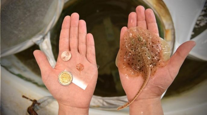 This is a tissue-engineered soft robotic ray and a little skate, Leucoraja erinacea. Karaghen Hudson