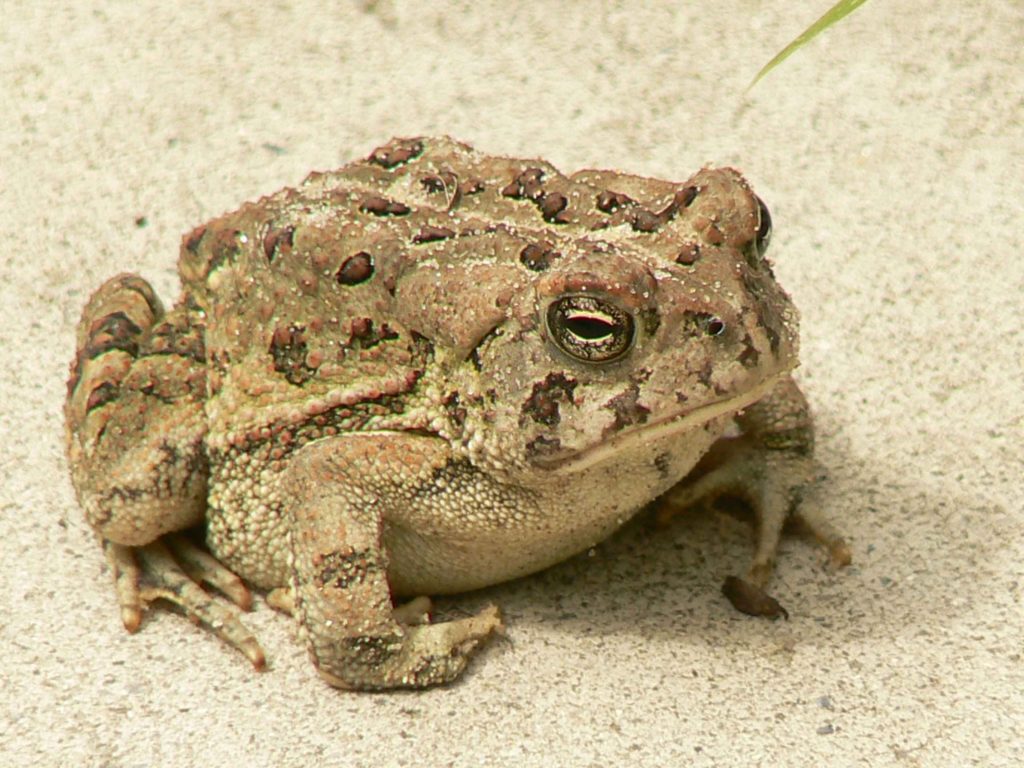 Tracking Climate Change Through Hibernating Toads