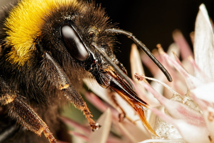 parasitic bees
