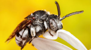 parasitic bees