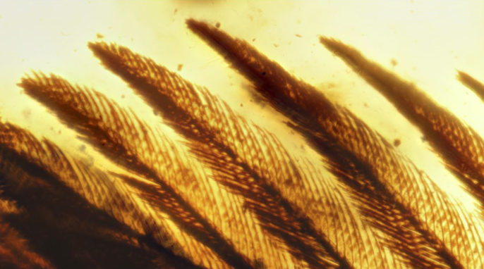 ancient bird wing preserved in amber