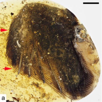 Anterior margin of wing showing primary feathers. Red arrows correspond to position of claws, which are totally hidden by feathers from this view. Xing et al. (2016), supplementary figure 8a. Images licensed under a Creative Commons Attribution 4.0 International License.