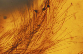 ancient bird wing found in amber