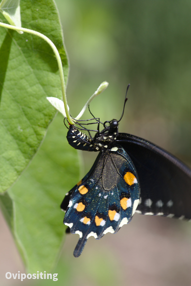 Life Cycle of a Pipevine Swallowtail Butterfly