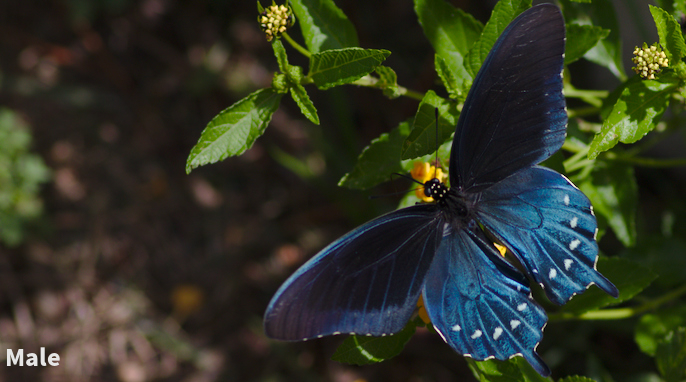 Life Cycle of a Pipevine Swallowtail Butterfly
