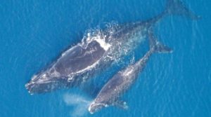 Old Threats Cause New Harm to Endangered Right Whales