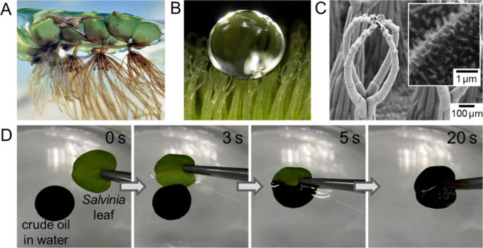 Water Weeds May Clean Up Oil Spills