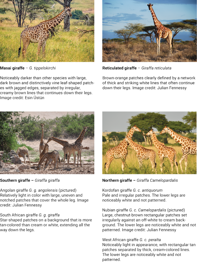 DNA Analysis Reveals Four Distinct Giraffe Species