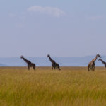 DNA Analysis Reveals Four Distinct Giraffe Species
