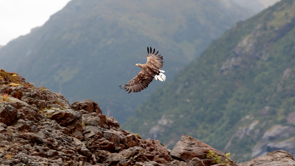 Norwegian Sea Eagles