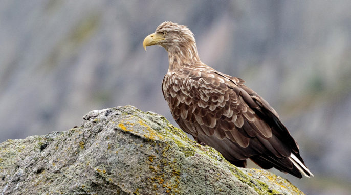 Norwegian Sea Eagles